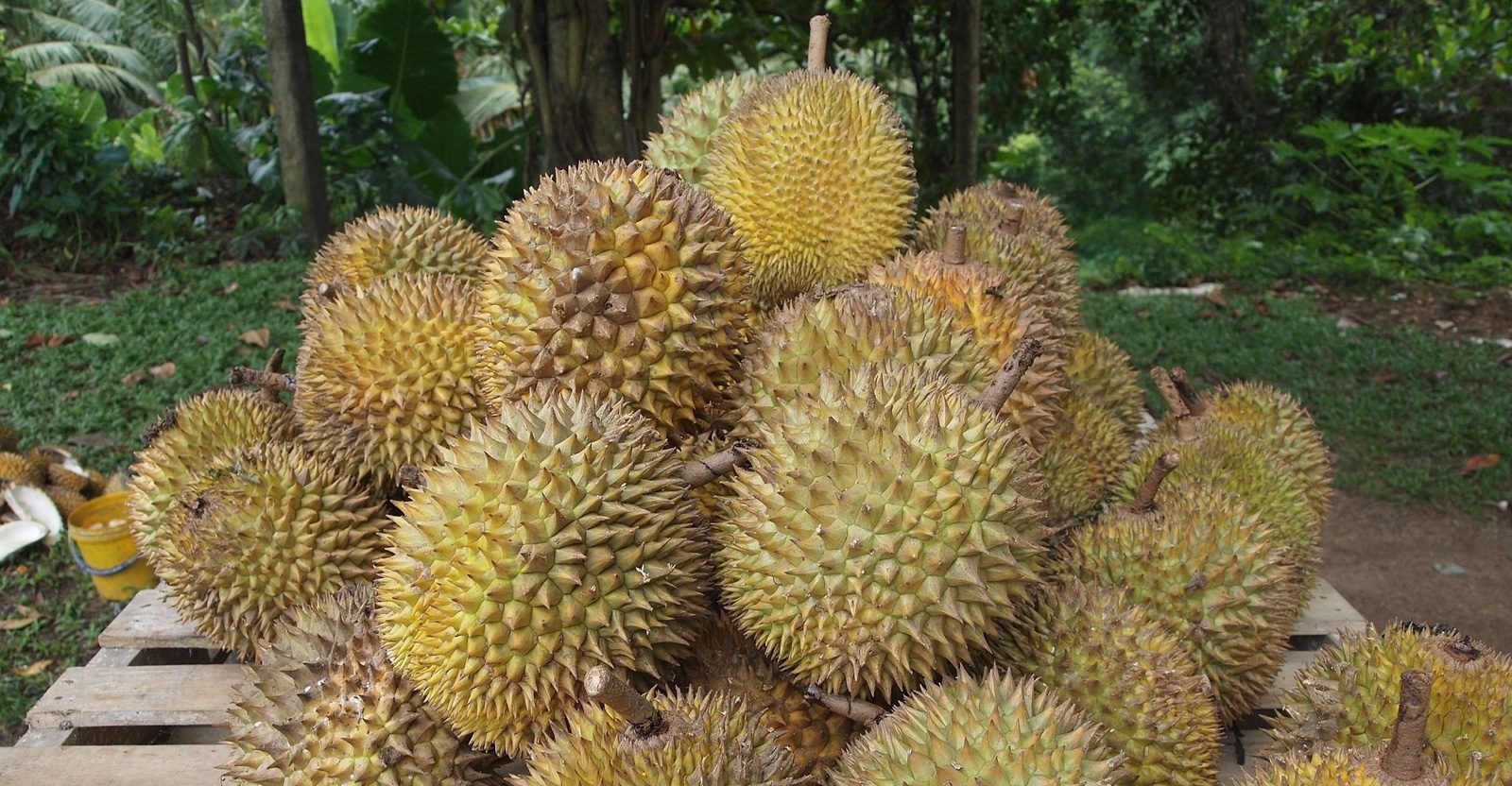 Durian - New Naratif