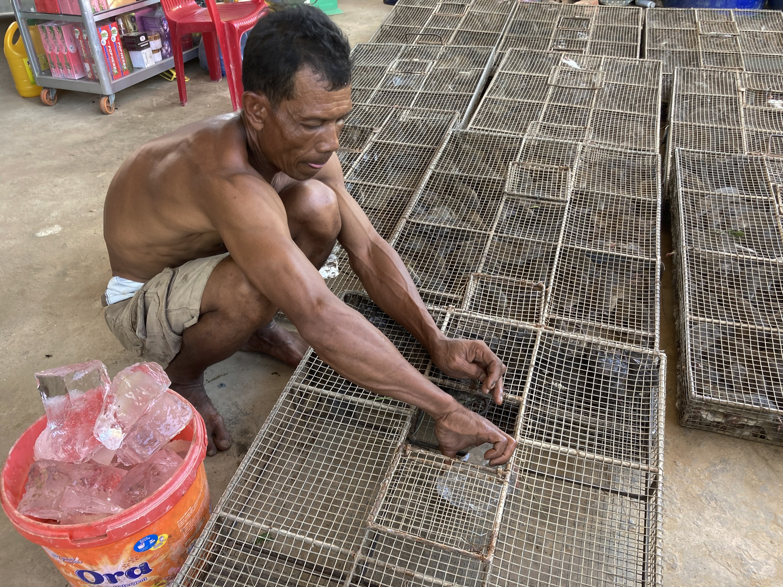 Rat broker Lor Sam Ath places pieces of ice in the cages to allow the rodents to hydrate as they make their way across the border to Vietnam.