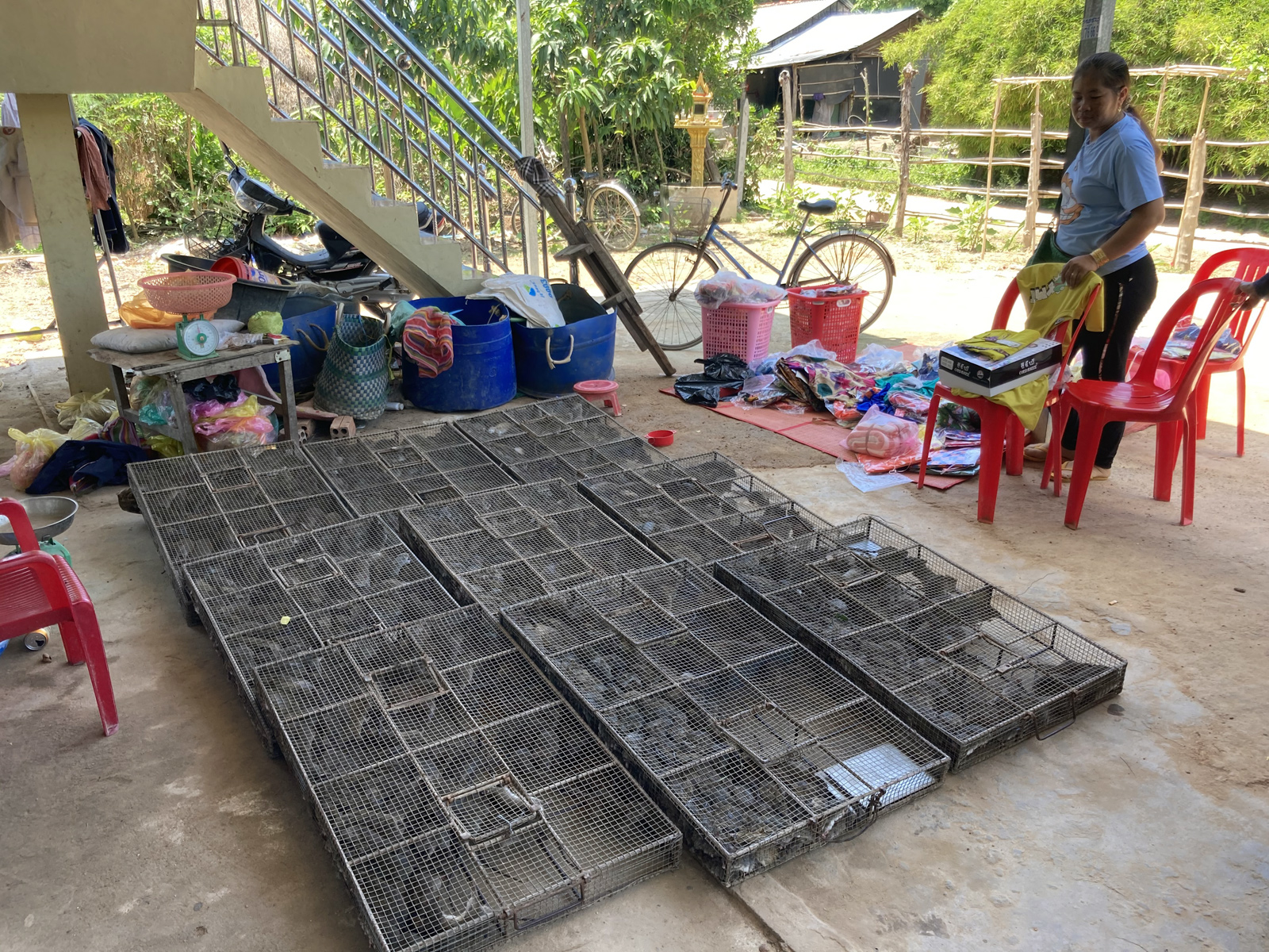 Takeo province rat brokers store their daily procurement of rats in their front yard, before it is sent across the border to Vietnam.