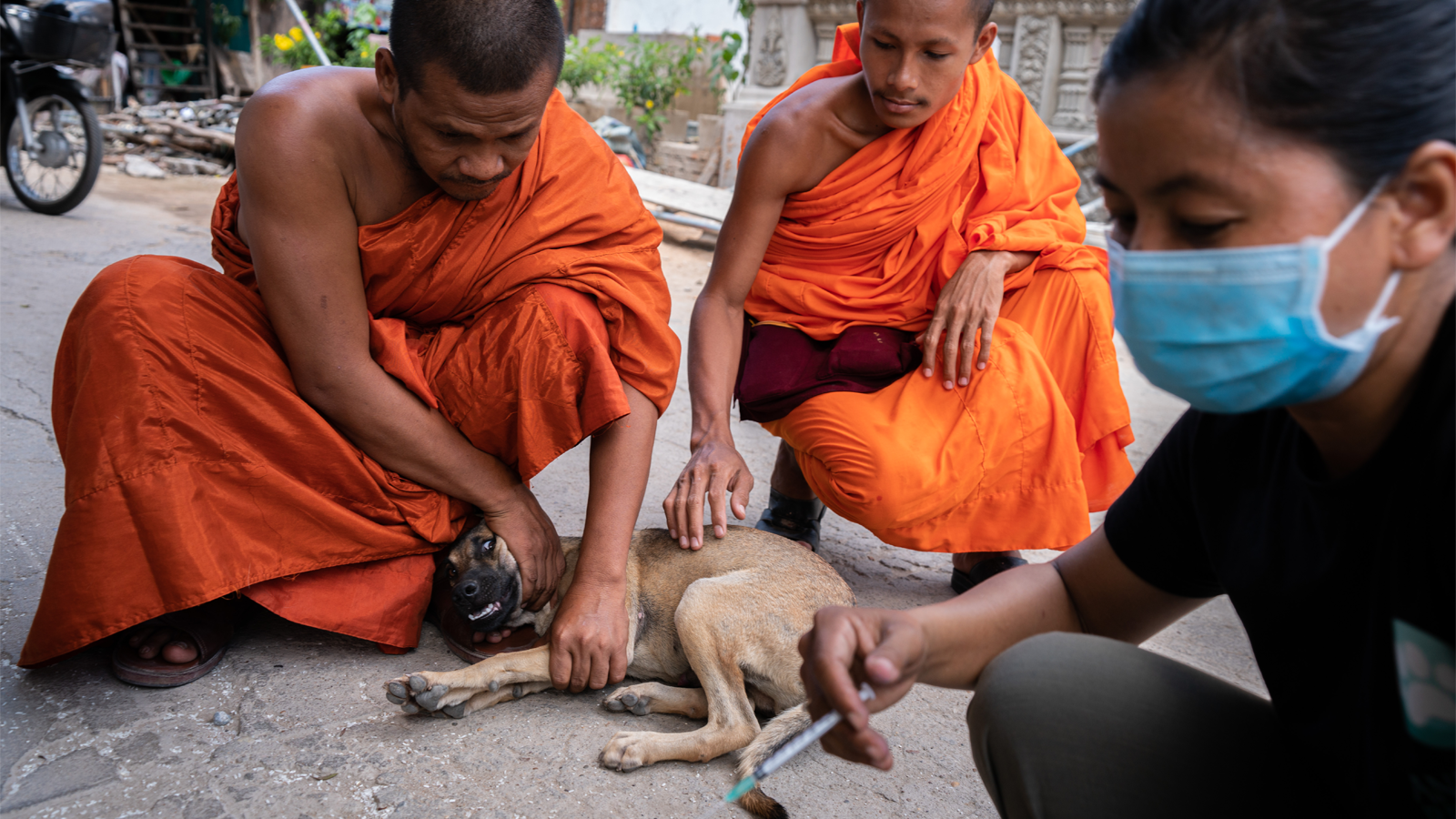 Two Buddhist monks wearing orange robes squat down and hold down a small tan dog while a kneeling woman holds a syringe preparing to vaccinate the dog for rabies. Andy Ball