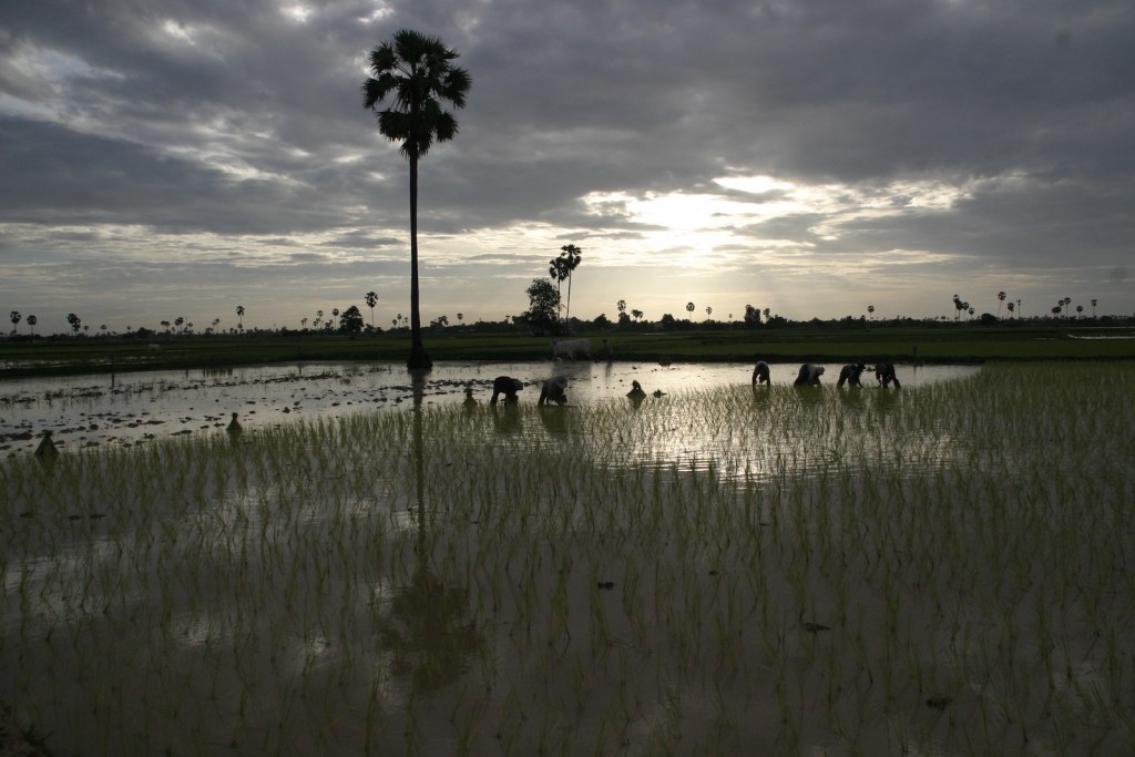 Rice farmers work in a field in Cambodia's Kandal Province in 2007.