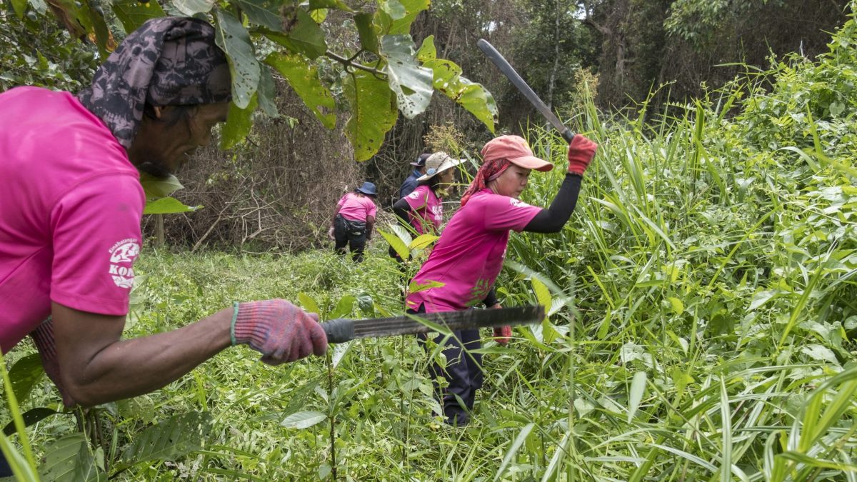 Planting on plots that are overgrown with grasses, bushes and vines requires clearing all vegetation except for trees that grow wild. Reforestation teams use machetes to cut down overgrowth, which is often taller than them.