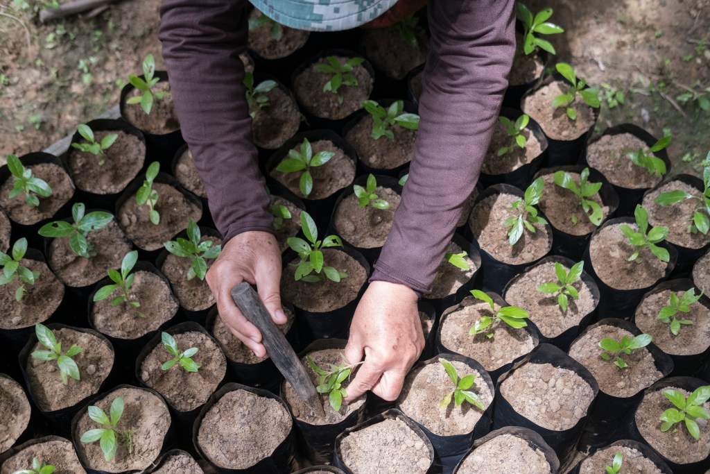 Murneh Ismail, 62, plants seedlings in KOPEL’s nursery, where seeds gathered from the forest are planted and grown until the saplings reach approximately 40 centimetres in height. They are then replanted in forest plots.